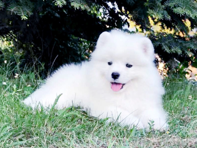 Samoyed puppy for sale