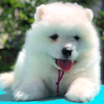 Tasha, white Samojede Welpen kaufen