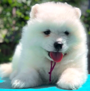 Perros Samoyedo en venta