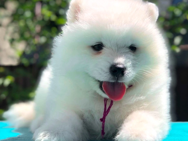 Samoyed puppy for sale