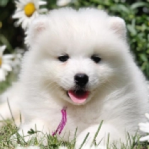 Tasha, white Samojede Welpen kaufen