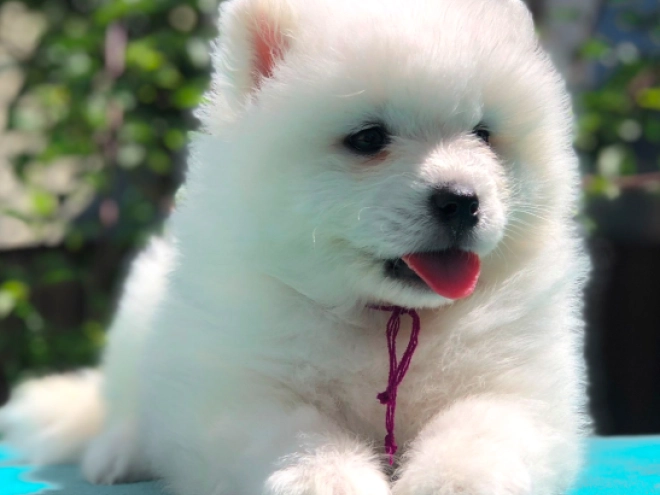Samoyed puppy for sale