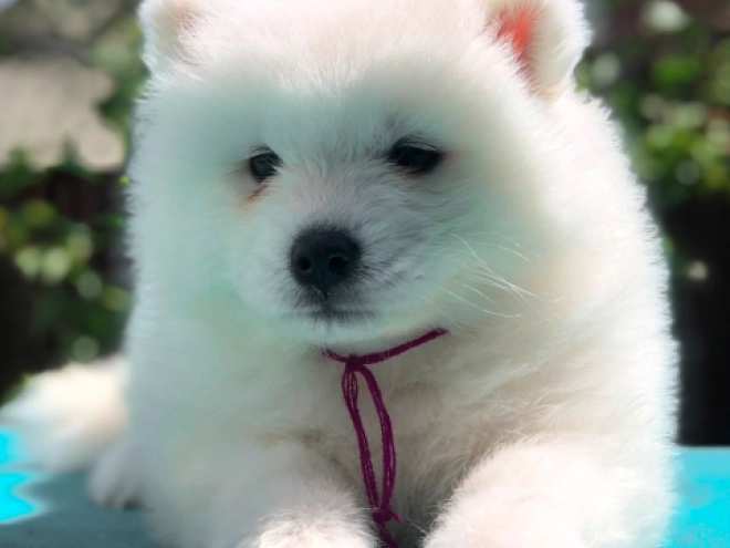 Samoyed puppy for sale