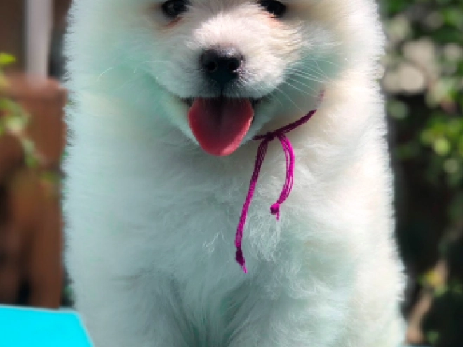 Samoyed puppy for sale