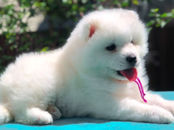 Samoyed puppy for sale