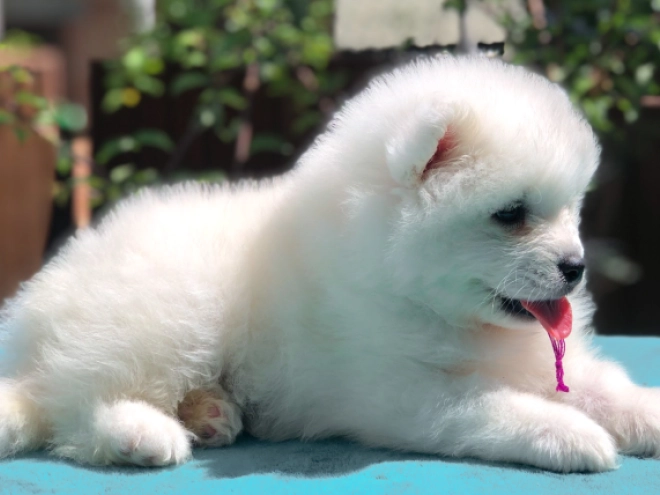 Samoyed puppy for sale