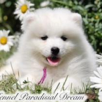Tasha, white Samoyed for sale