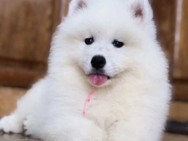 Perros Samoyedo en venta