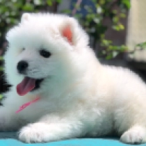 Snowstorm, white Samojede Welpen kaufen