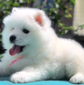 Perros Samoyedo en venta