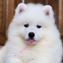 Snowstorm, white Samoyed for sale