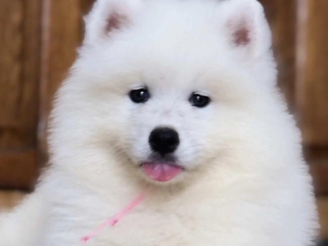 Perros Samoyedo en venta