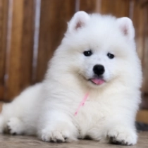 Snowstorm, white Samojede Welpen kaufen