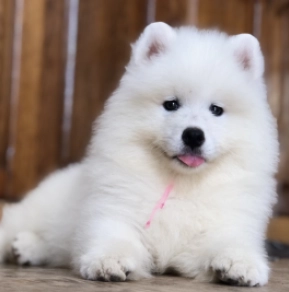 Perros Samoyedo en venta