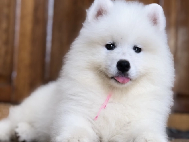 Perros Samoyedo en venta
