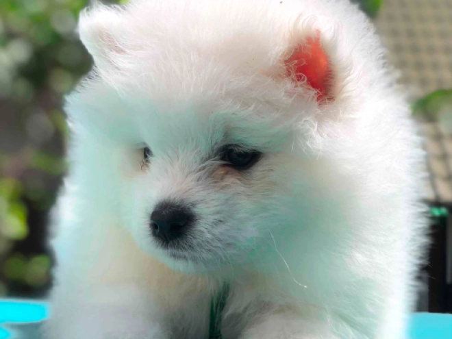 Samoyed puppy for sale