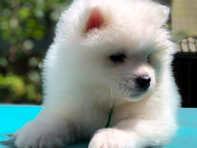 Samoyed puppy for sale