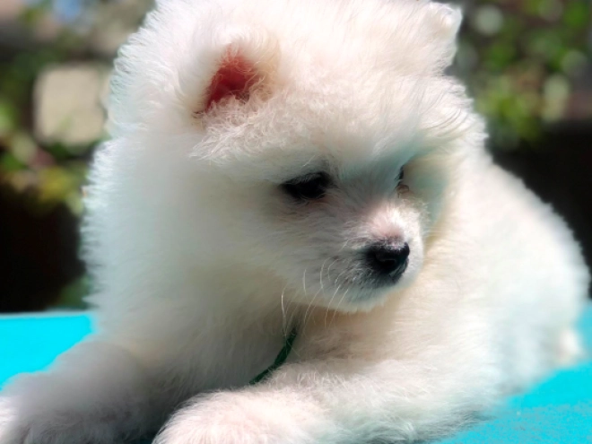 Samoyed puppy for sale