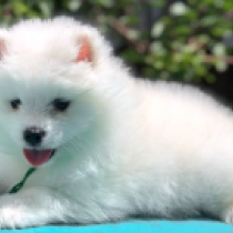Snow-white, white Samojede Welpen kaufen