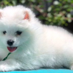 Perros Samoyedo en venta