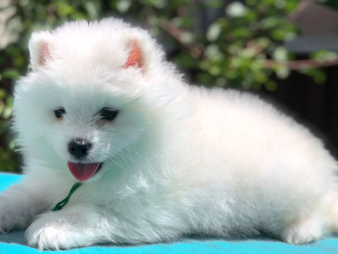 Samoyed puppy for sale