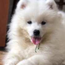 Snow-white, white Samoyed for sale
