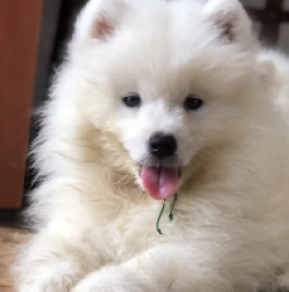 Perros Samoyedo en venta
