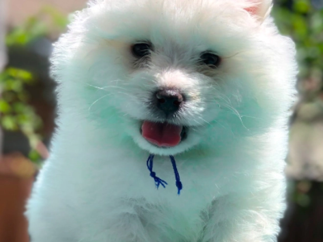 Samoyed puppy for sale