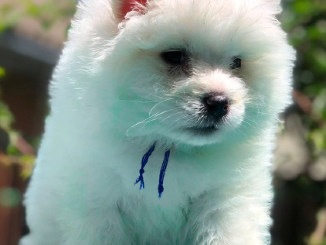 Samoyed puppy for sale