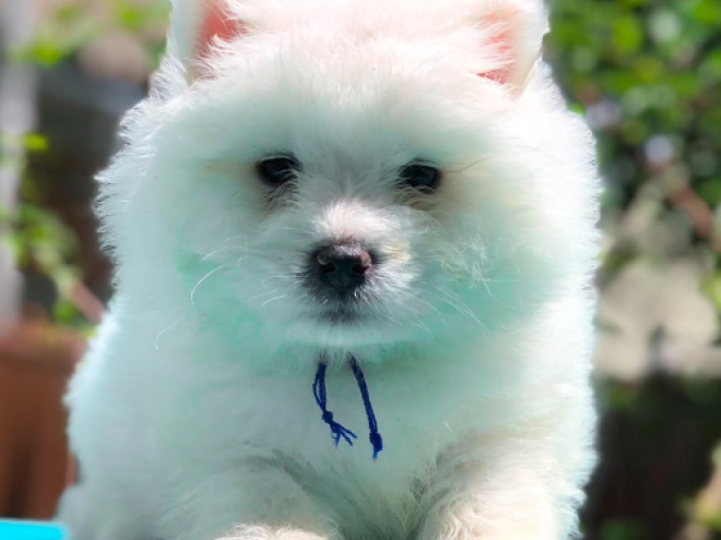 Samoyed puppy for sale