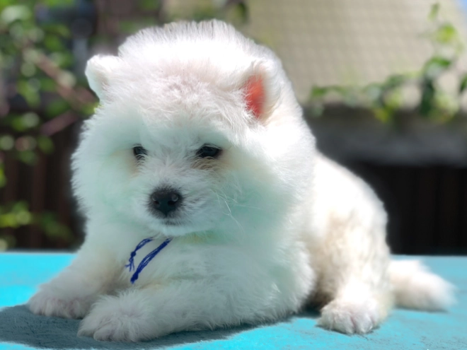 Samoyed puppy for sale