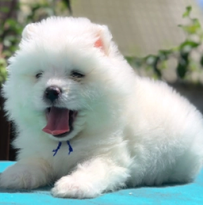 Perros Samoyedo en venta