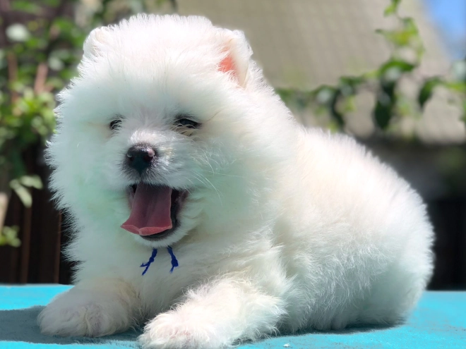 Samoyed puppy for sale