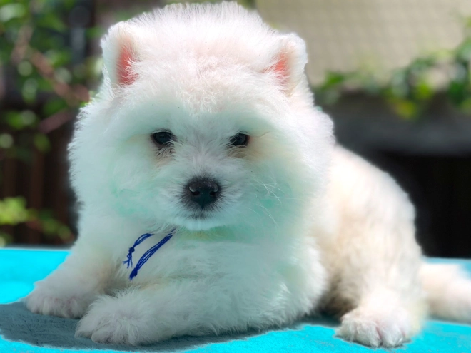 Samoyed puppy for sale