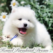 Phoebe, white Samoyed for sale