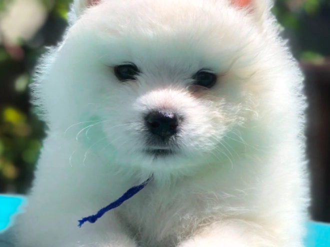 Perros Samoyedo en venta