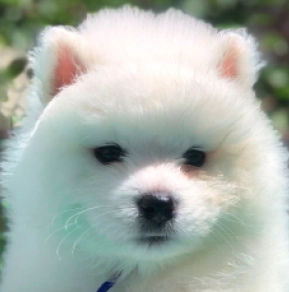 Perros Samoyedo en venta