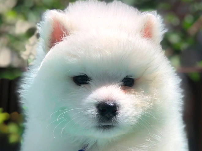 Perros Samoyedo en venta