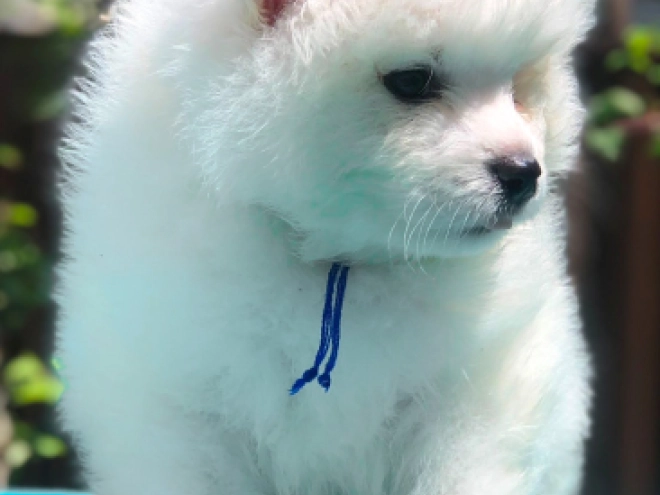 Perros Samoyedo en venta