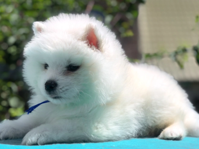 Perros Samoyedo en venta