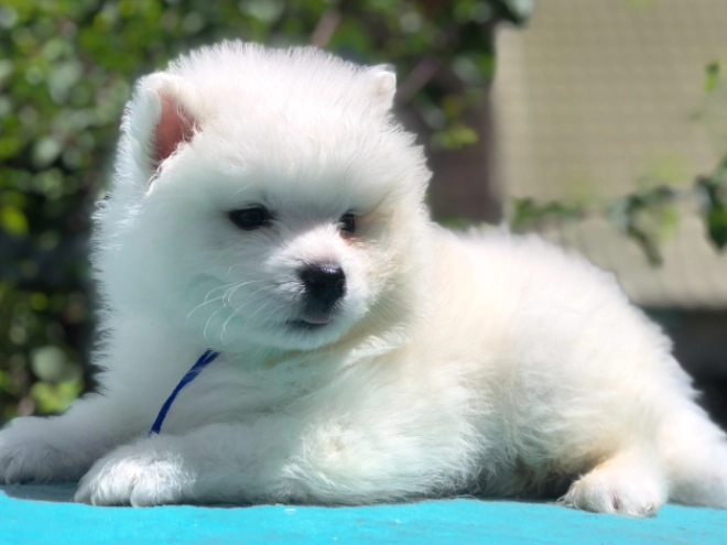 Perros Samoyedo en venta