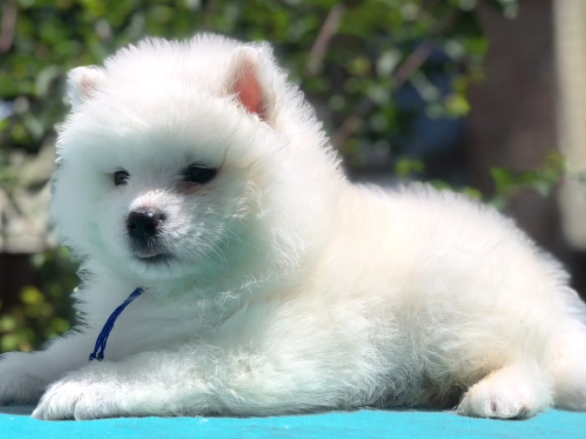 Perros Samoyedo en venta