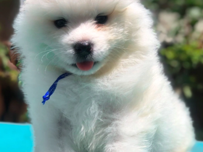 Perros Samoyedo en venta