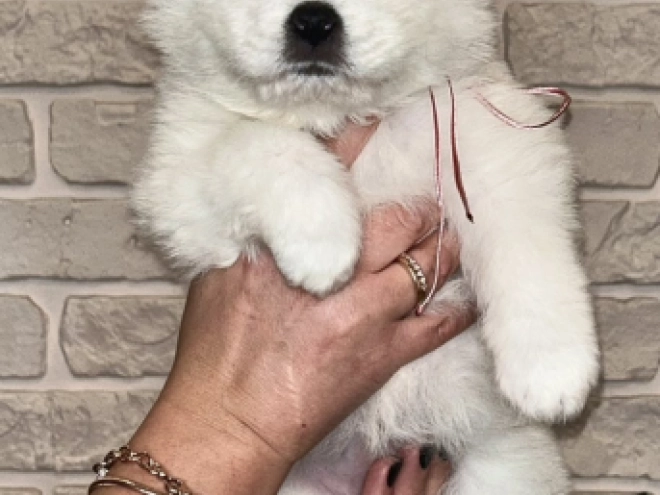 Samoyed puppy for sale