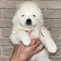 Vivienne, white Samoyed for sale