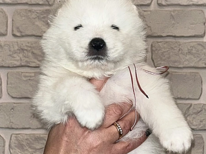 Samoyed puppy for sale