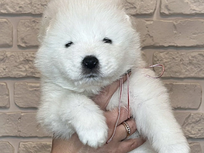 Samoyed puppy for sale