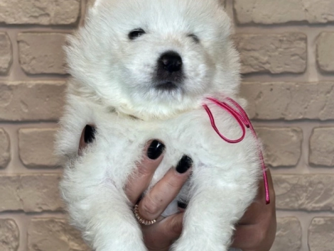 Samoyed puppy for sale