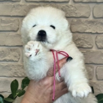 Vanessa, white Samoyed for sale