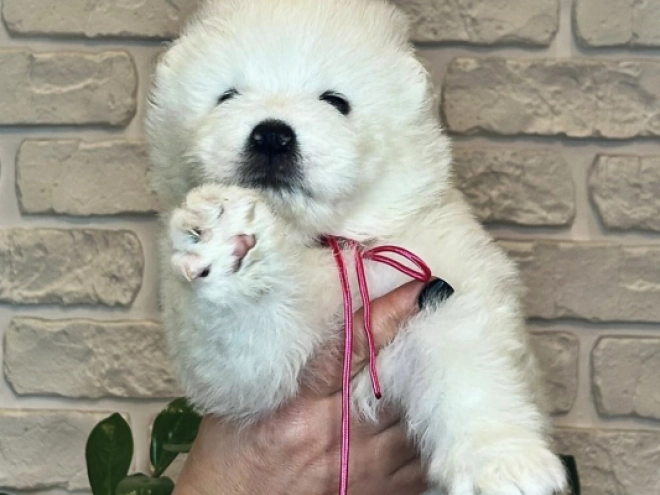 Samoyed puppy for sale